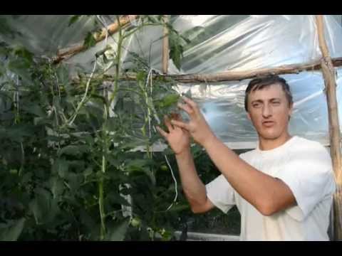 Pasynkovanie and the formation of a bush of tomatoes in the greenhouse: scheme