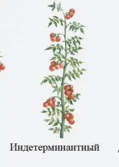 Pasynkovanie and the formation of a bush of tomatoes in the greenhouse: scheme