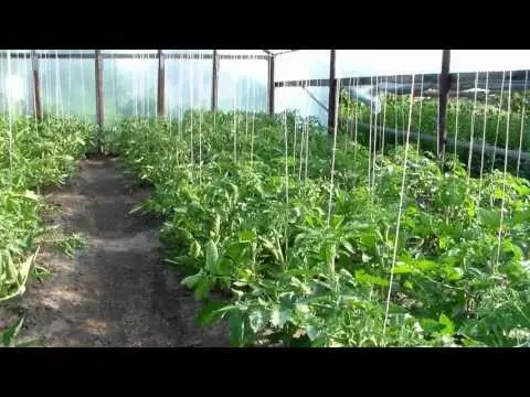 Pasynkovanie and the formation of a bush of tomatoes in the greenhouse: scheme