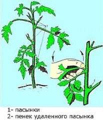 Pasynkovanie and the formation of a bush of tomatoes in the greenhouse: scheme