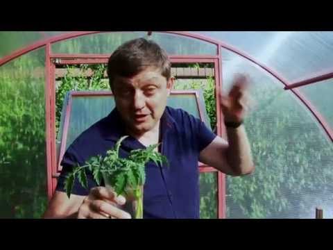 Pasynkovanie and the formation of a bush of tomatoes in the greenhouse: scheme