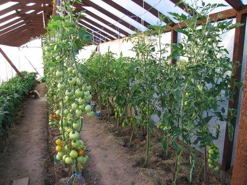 Pasynkovanie and the formation of a bush of tomatoes in the greenhouse: scheme