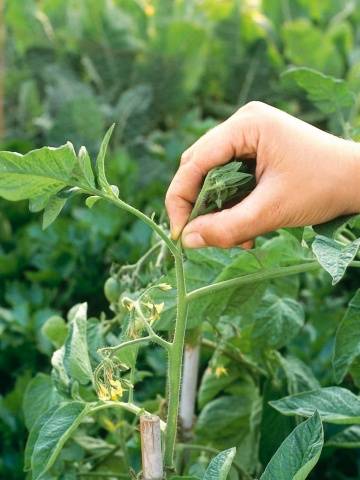 Pasynkovanie and the formation of a bush of tomatoes in the greenhouse: scheme