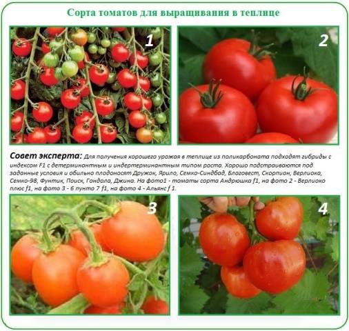 Pasynkovanie and the formation of a bush of tomatoes in the greenhouse: scheme