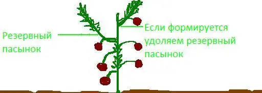 Pasynkovanie and the formation of a bush of tomatoes in the greenhouse: scheme