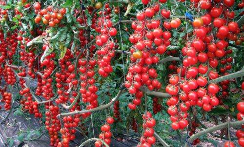 Pasynkovanie and the formation of cherry tomatoes in the greenhouse