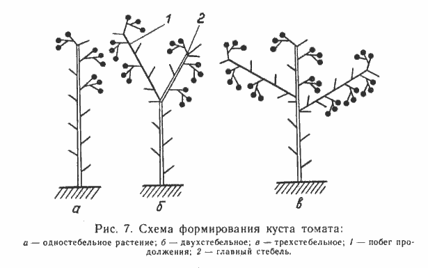 Pasynkovanie and the formation of cherry tomatoes in the greenhouse