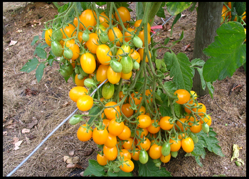 Pasynkovanie and the formation of cherry tomatoes in the greenhouse