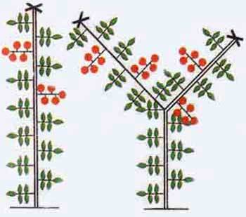 Pasynkovanie and the formation of cherry tomatoes in the greenhouse