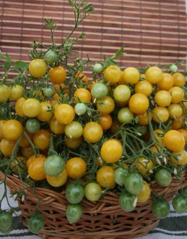 Pasynkovanie and the formation of cherry tomatoes in the greenhouse