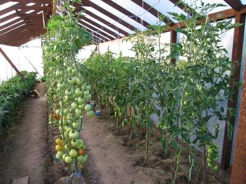 Pasynkovanie indeterminate tomatoes