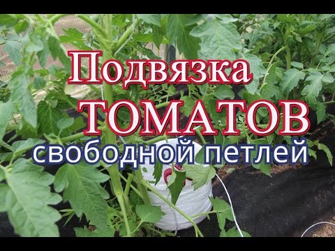 Pasynkovanie indeterminate tomatoes