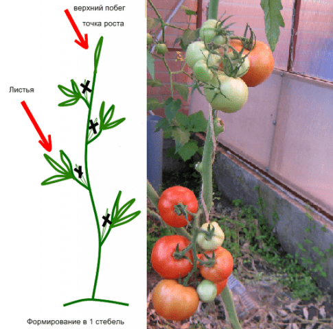 Pasynkovanie indeterminate tomatoes