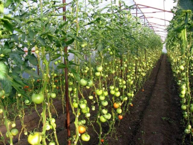 Pasynkovanie indeterminate tomatoes