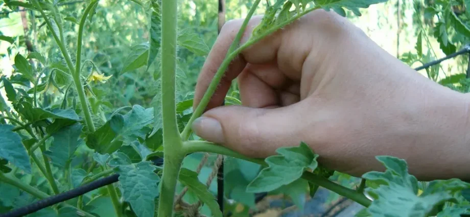 Pasynkovanie indeterminate tomatoes