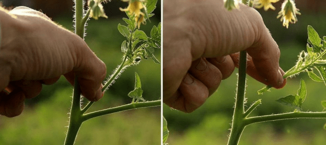 Pasynkovanie tomato + video