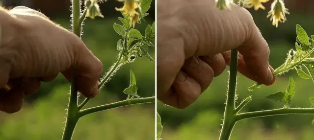 Pasynkovanie tomato + video