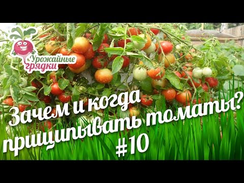 Pasynkovanie tomato + video