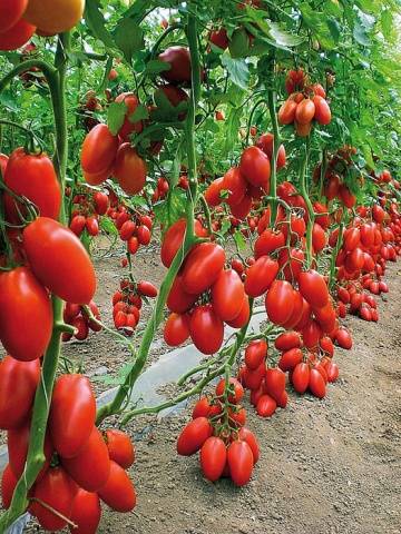 Pasynkovanie tomato + video