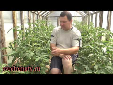 Pasynkovanie tomato + video