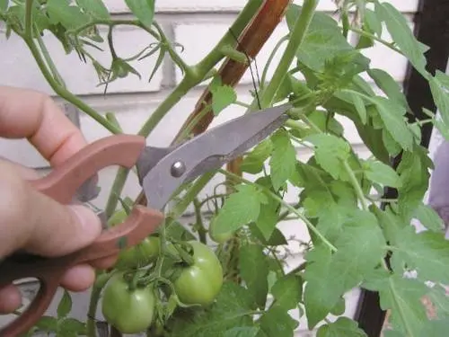 Pasynkovanie tomato + video