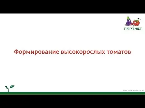 Pasynkovanie tomato + video