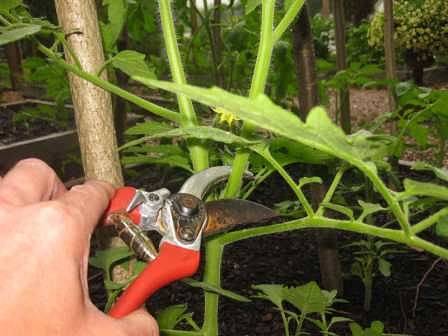 Pasynkovanie tomato + video