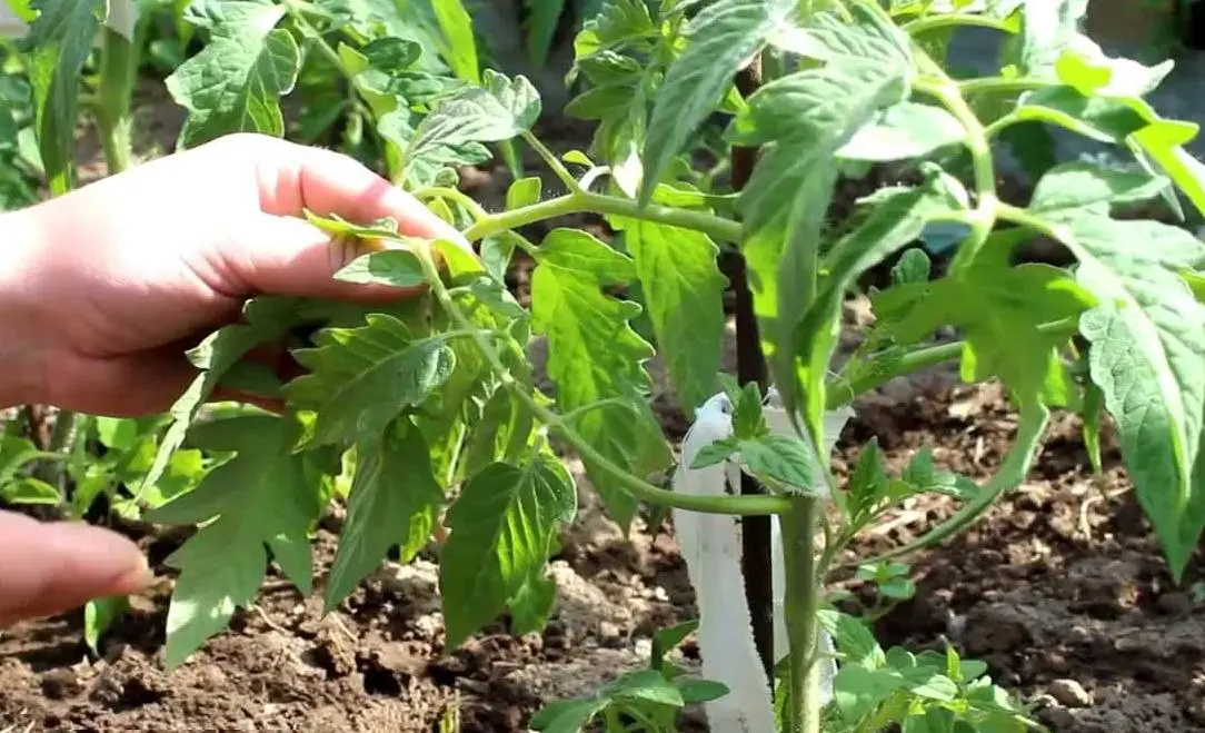 Pasynkovanie tomato + video