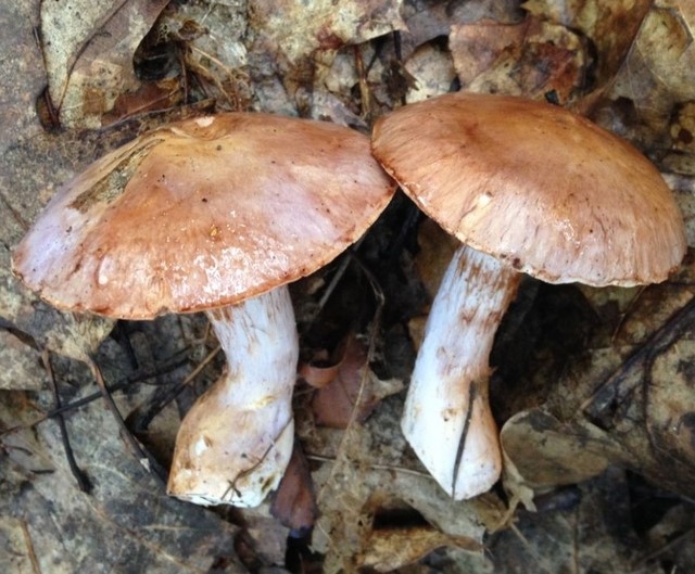 Pasynkovidny cobweb (tuber-legged): photo and description