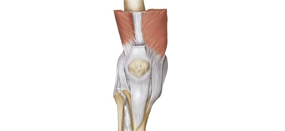 Patella &#8211; structure, function, diseases, diagnostics, prevention