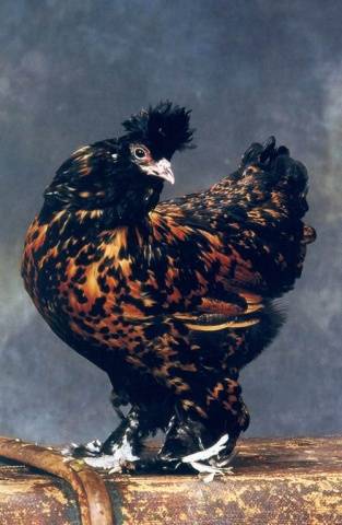 Pavlovskaya breed of chickens: egg production, characteristics