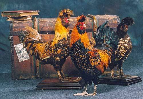 Pavlovskaya breed of chickens: egg production, characteristics