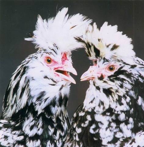 Pavlovskaya breed of chickens: egg production, characteristics