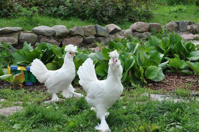 Pavlovskaya breed of chickens: egg production, characteristics