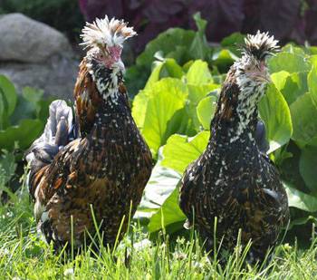 Pavlovskaya breed of chickens: egg production, characteristics