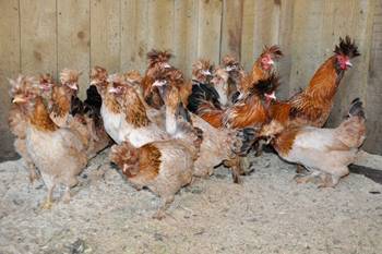 Pavlovskaya breed of chickens: egg production, characteristics