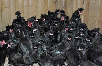 Pavlovskaya breed of chickens: egg production, characteristics