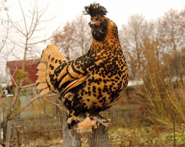 Pavlovskaya breed of chickens: egg production, characteristics