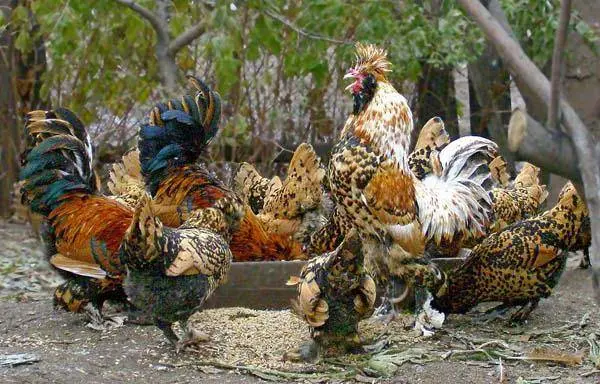 Pavlovskaya breed of chickens: egg production, characteristics