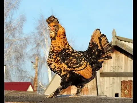 Pavlovskaya breed of chickens: egg production, characteristics