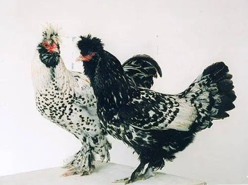 Pavlovskaya breed of chickens: egg production, characteristics