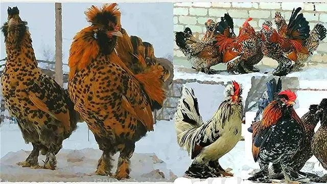 Pavlovskaya breed of chickens: egg production, characteristics