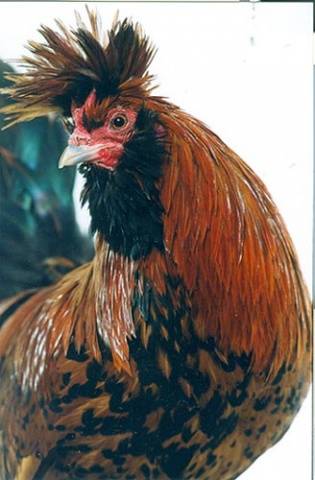 Pavlovskaya breed of chickens: egg production, characteristics