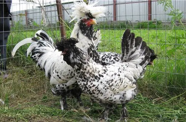 Pavlovskaya breed of chickens: egg production, characteristics