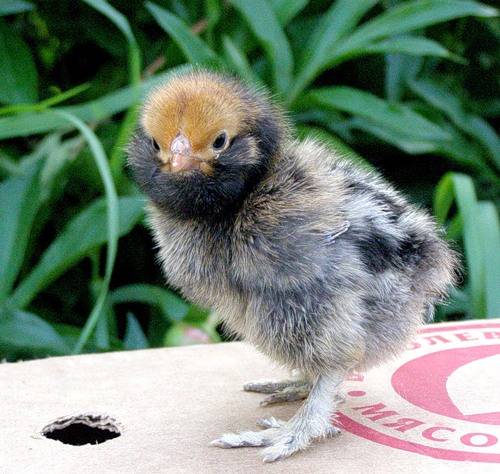 Pavlovskaya breed of chickens: egg production, characteristics