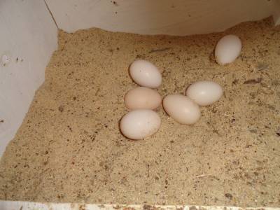 Pavlovskaya breed of chickens: egg production, characteristics