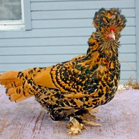 Pavlovskaya breed of chickens: egg production, characteristics