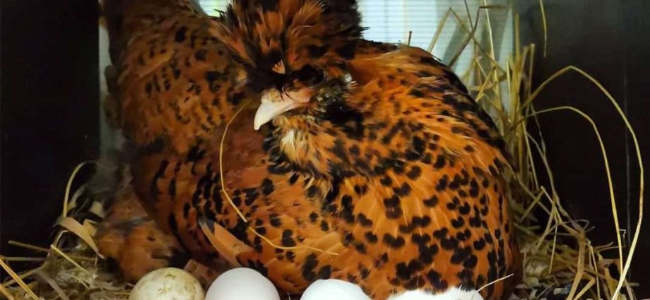 Pavlovskaya breed of chickens: egg production, characteristics