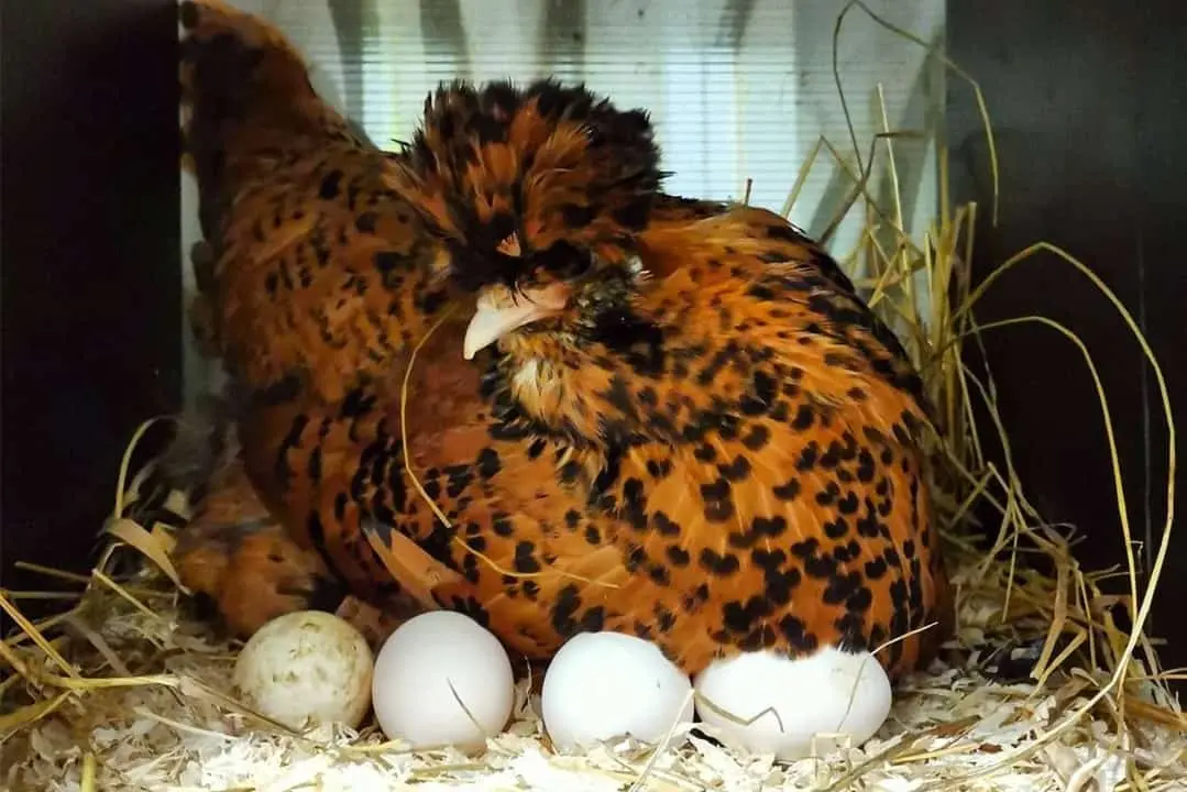 Pavlovskaya breed of chickens: egg production, characteristics