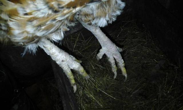 Paw diseases in chickens and their treatment 